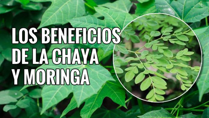 PLANTACCION