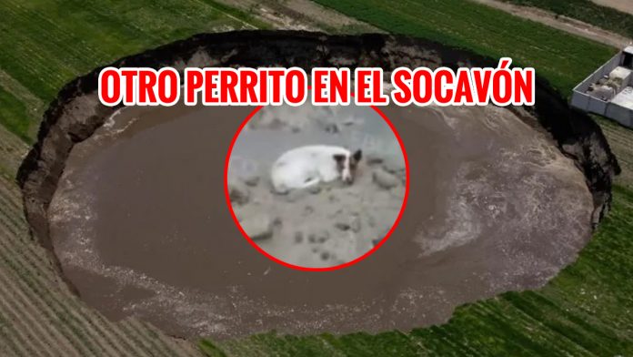 PERRITO SOCAVON