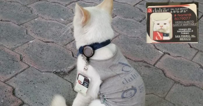 gato seguridad
