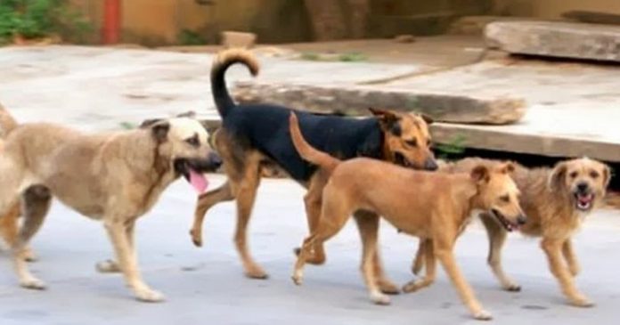 perros