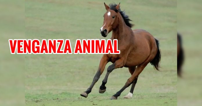 caballo