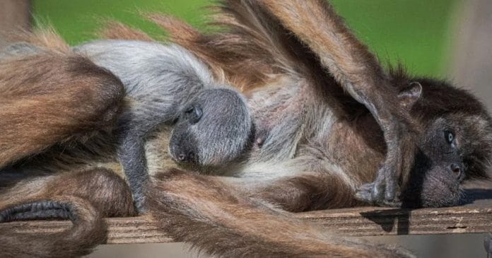mona araña y su cria