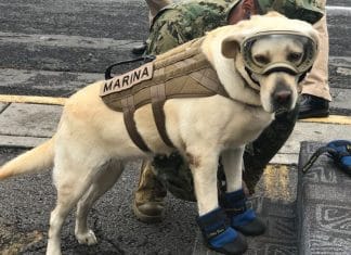 Semar informa que ‘Frida’, la perrita heroína del 19s, está muy grave