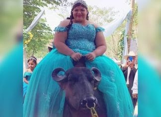 Quinceañera rompe redes sociales por llegar a su fiesta encima de ¡un búfalo!