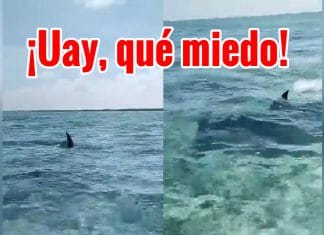 Tremendo tiburón merodea lancha con una familia y se lleva el susto de su vida