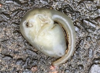 Hallan extraña criatura, y no se sabe si es un embrión, un renacuajo o un ser alienígena