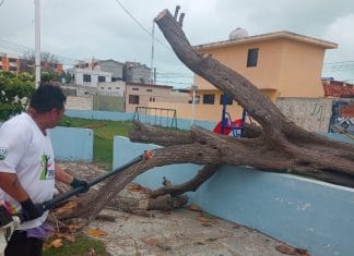 Frente Frío derriba árbol en Progreso, afectando entrada de tres casas