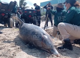 Hallan delfín muerto en Chelem; el tercer cetáceo que recala en la costa yucateca en una semana