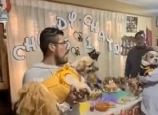 Con pastel y hasta con payaso festejan primer cumpleaños a par de perritos (video)