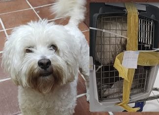 Denuncia a aerolínea por enviar por error a su querido ‘Lucas’ de Mérida a Jalisco (video) El dueño de 'Lucas' estaba desesperado por que la aerolínea equivocó el destino de su perro.