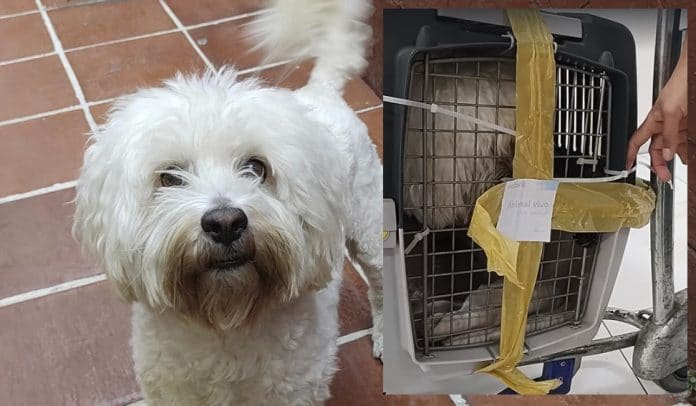 El dueño de 'Lucas' estaba desesperado por que la aerolínea equivocó el destino de su perro. El dueño de 'Lucas' estaba desesperado por que la aerolínea equivocó el destino de su perro.