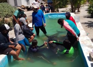 Rescatan pescadores una “orca Pigmea” que recaló en Dzilam de Bravo (video) La orca primero recibió la ayuda de pescadores de Dzilam y después de personal de la UADY.
