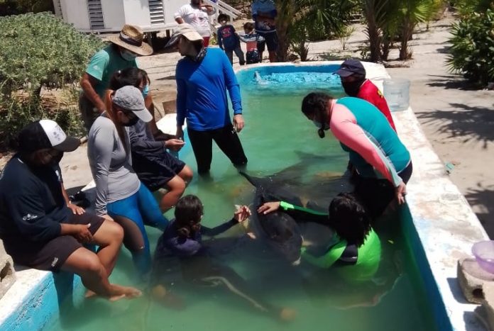 La orca primero recibió la ayuda de pescadores de Dzilam y después de personal de la UADY.
