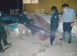 Hallan ‘orca pigmea’ muerta en playas de Chicxulub Puerto