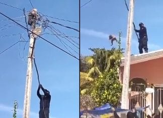 Rescatan a travieso mapache en calles de Celestún (video) El mapache fue rescatado en Celestún gracias al trabajo conjunto entre policías y civiles.