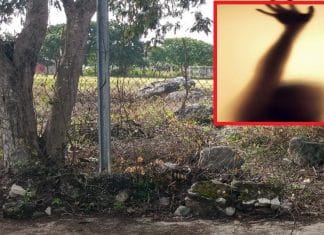 Enigmas: el fantasma del árbol de Dzityá