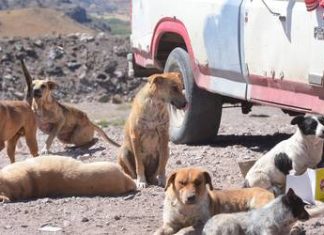 Hallan más de 100 perros muertos en relleno sanitario (VIDEO FUERTE)