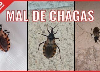 ¡Cuidado! Calor ‘atrae’ el mal de Chagas en Yucatán