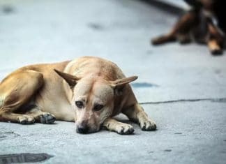 ¡Crueldad! Desconocido machetea a un perrito callejero en Valladolid