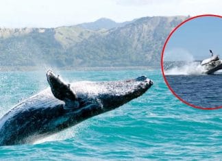 Graban momento en que ballena choca contra una lancha y la levanta por los aires; hay lesionados