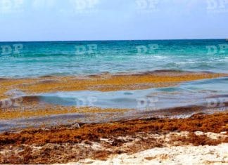 ¿Preparando maletas para ir a Quintana Roo? Reportan exceso de sargazo en sus playas