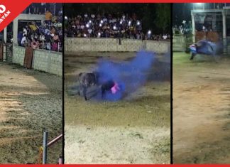 Con un toro revelan sexo de bebé en un torneo de lazo en Cacalchén