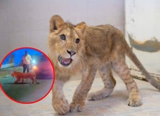 Encuentran a cachorro de león deambulando en la vía pública