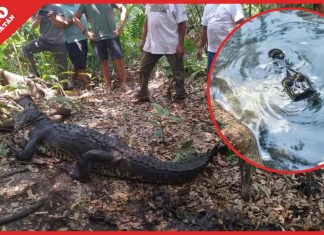 Capturan a enorme cocodrilo que apareció entre los bañistas, en Campeche