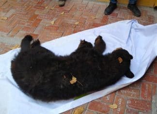 Oso con hambre y sed deambulaba por municipio de NL (videos)