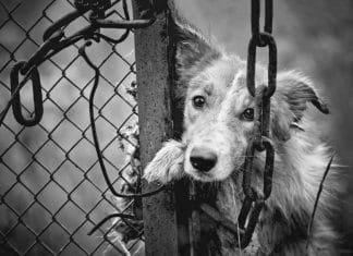 Hallan criadero de perros y sospechan que de ahí salía carne para taquería