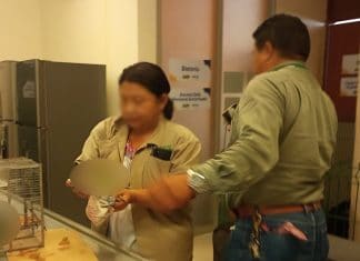 Asegura Profepa dos loros con las alas cortadas, en Yucatán