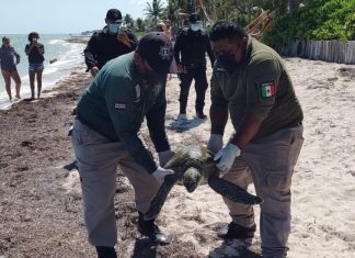 Rescatan a tortuga entre Progreso y Telchac