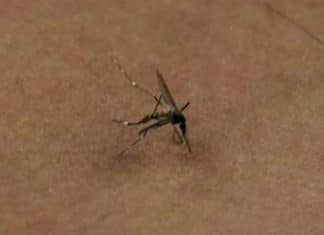Detectan que virus del zika puede mutar y volverse más peligroso