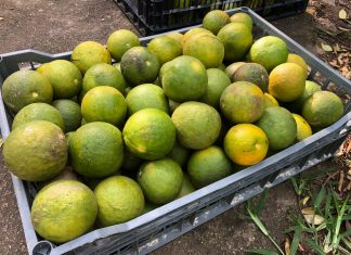 Venden la naranja agria muy cara y sin jugo