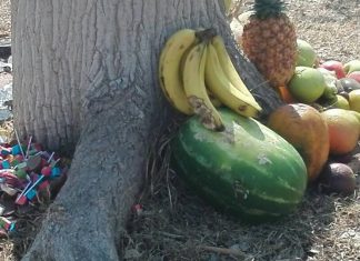 Enigmas: “Sandía con magia negra», ¿es posible? El nuevo caso de la sandía hallada cerca del centro de Mérida, con numerosos alfileres y clavos, recuerda al de unas frutas y otros objetos hallados junto a un árbol, en el Aquaparque del fraccionamiento Vergel.