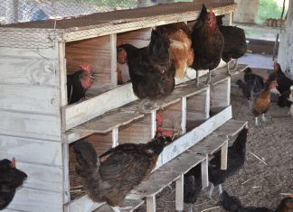 Presunto ‘chupacabras’ atacó a pollos en Motul
