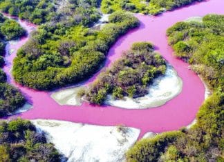 ¡Inusual fenómeno! Se tiñe de color rosa el agua de una laguna