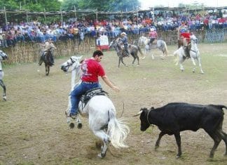 Torneos de lazo, ‘show’ cruel que lucra con los animales