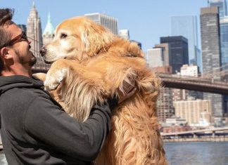 Así fue la increíble y feliz aventura con trágico final del influencer Jesse Koz y su amado perro Jesse dejó atrás su rutinaria vida de vendedor, se transformó en influencer y murió mientras recorría el mundo.