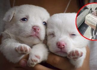 Mujer abandona a cachorros en una caja bajo el sol y mueren asfixiados