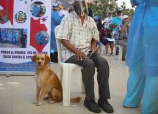 Investigan extraño caso de un perro que contagió de Covid-19 a toda una familia