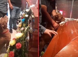 Conmueve perrito pitbull al despedirse de su dueña en funeral (video)