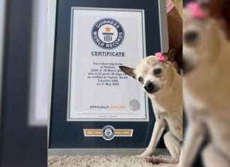 Conoce a Pebbles, la perrita más longeva del mundo