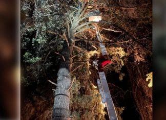 Puma escapa a perros, pero causa pánico durante horas en zona habitacional En medio de la lluvia y de la noche, y tras varios intentos fallidos con dardos tranquilizantes finalmente estos dieron en el blanco y así pudo ser rescatado el imponente felino.