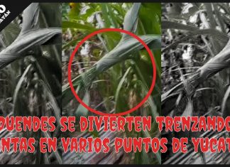 Enigmas: Duendes se divierten trenzando plantas en varios puntos de Yucatán (video)