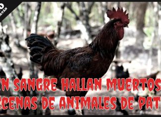 Enigmas: Temor por mortal «chupa sangre» de animales de patio