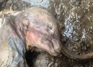 Minero encuentra mamut bebé momificado en Canadá