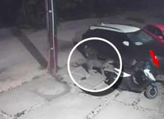 Captan momento en que perrito escapa de las garras de un jaguar en una zona habitacional