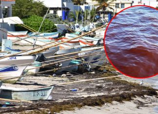Marea roja en la costa de Yucatán afecta a más de 4 mil de pescadores