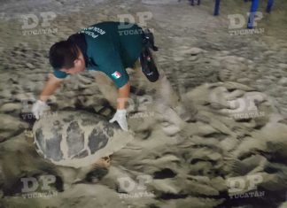 Progreso: Desovan tortugas de carey con apoyo de Policía Ecológica